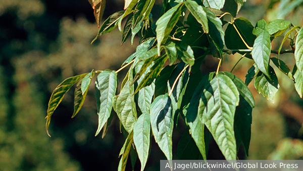     Фото: A. Jagel/blickwinkel/Global Look Press   
 Текст: Вера Басилая