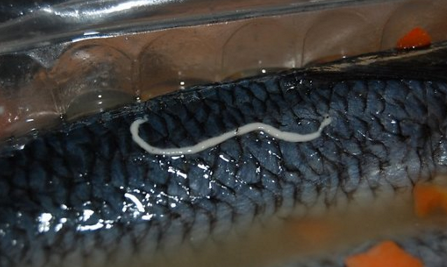 Селедка с глистами.