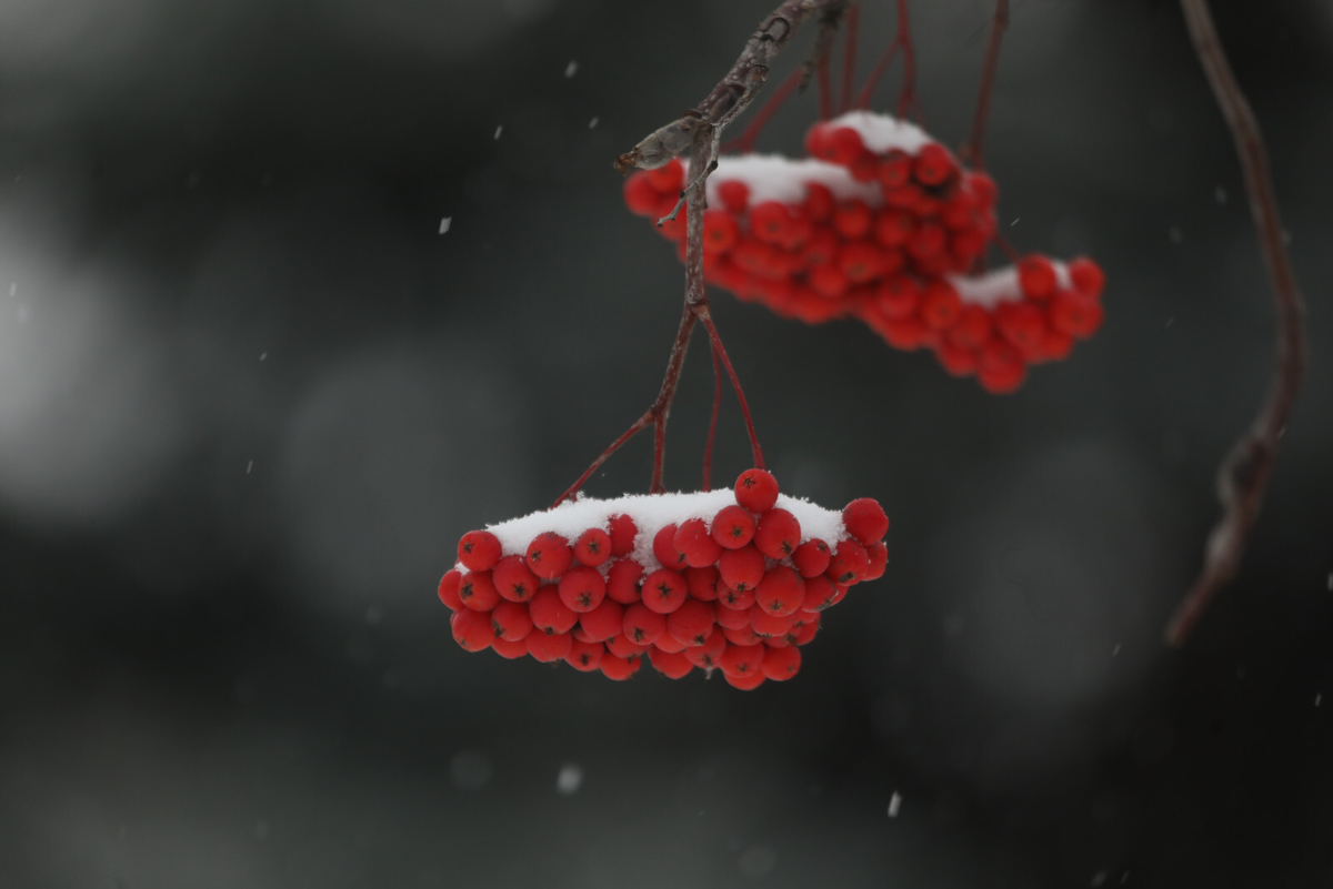 Фото: Роман Пименов / «Петербургский дневник»
