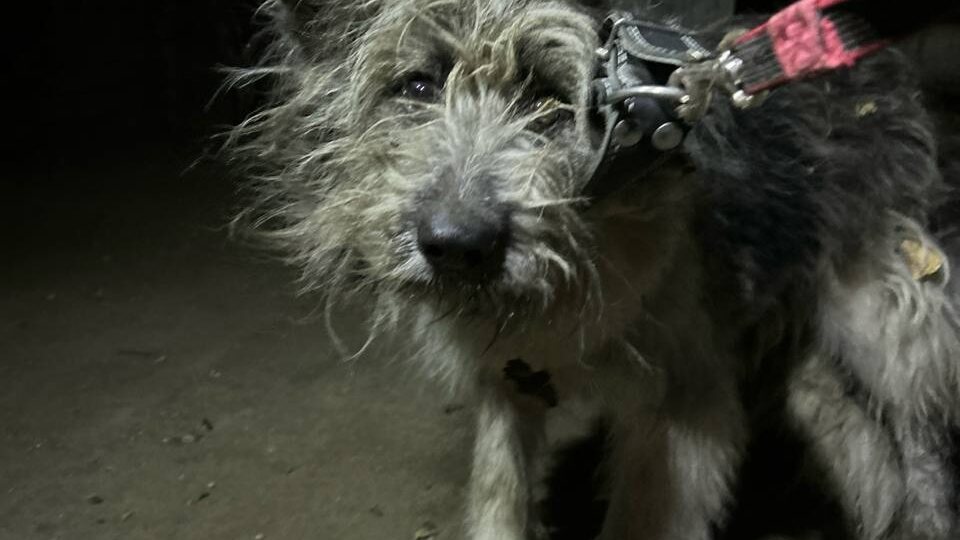 ❗ДОМА❗️Друзья, мы просим вашей помощи❗️