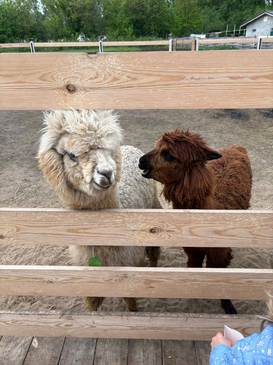 #самара #параальпак #макарка_досуг #путешесвиепороссии