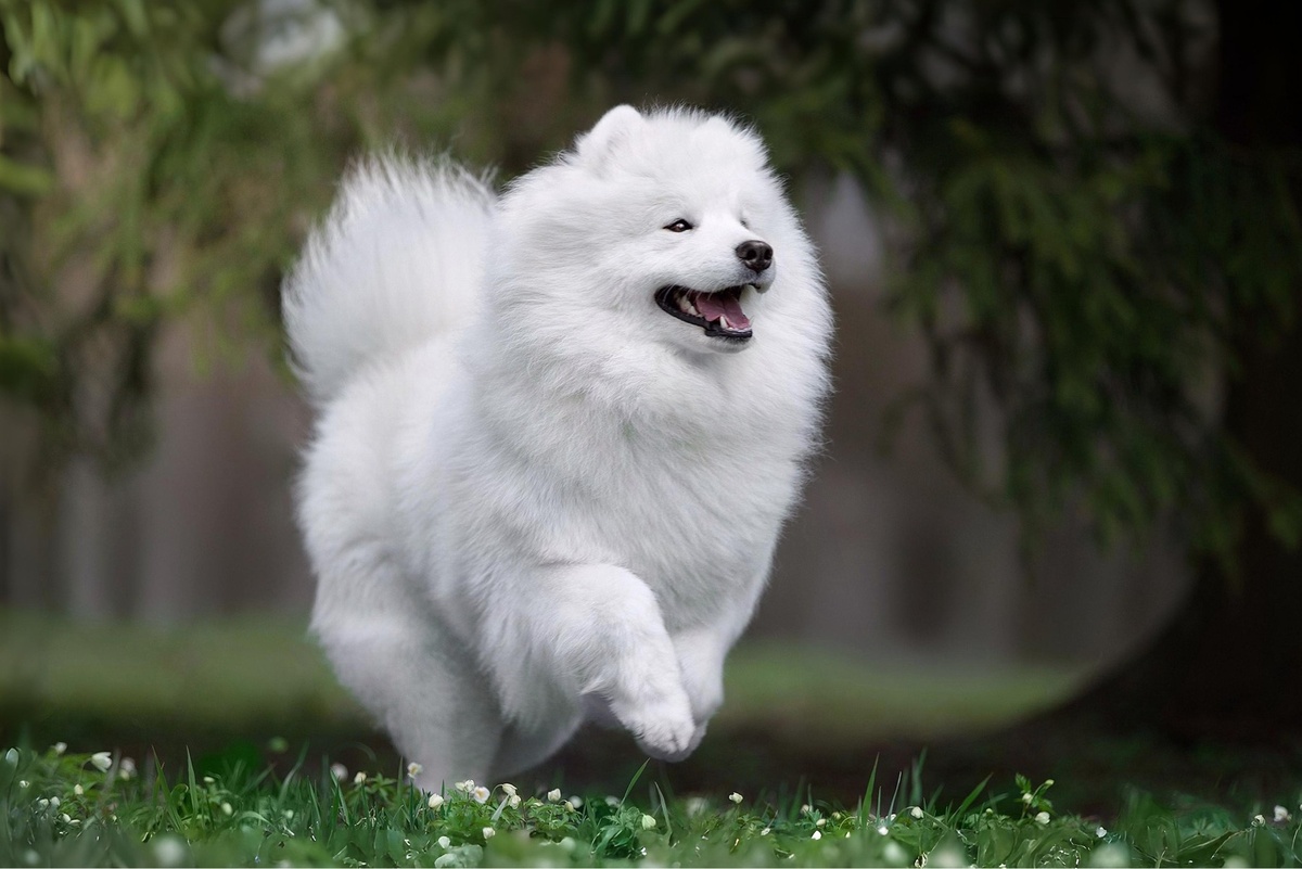 Источник: https://7fon.org/Картинки/Самоед/z125269/Белый_щенок_самоед_на_зеленой.html
