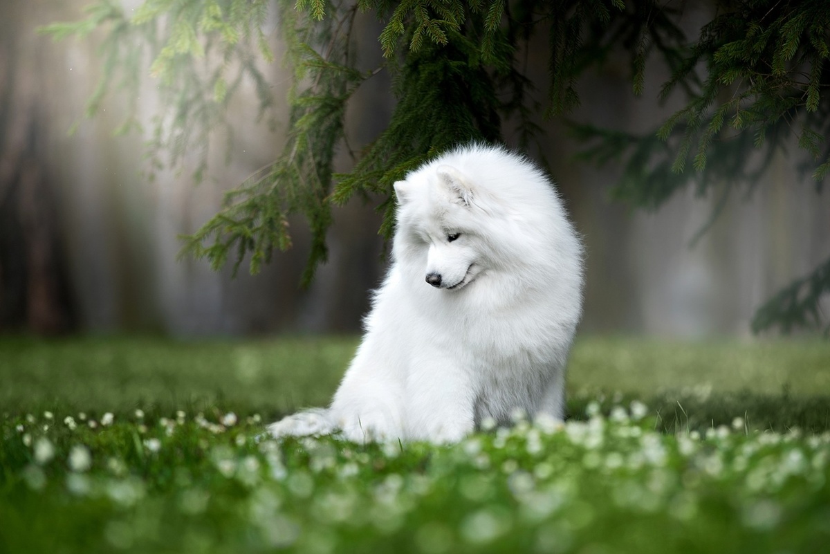 Источник: https://7fon.org/Картинки/Самоед/g601611/собака_природа_Самоедская.html