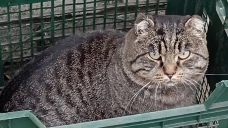     Бездомный кот Авито