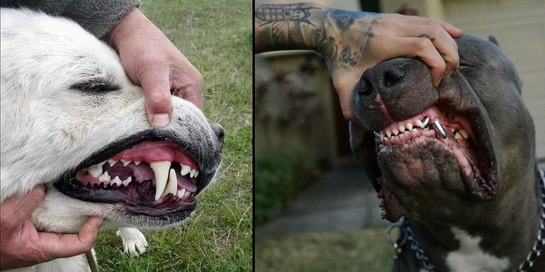 Рейтинг собак по мощности укуса: Какая порода оказалась безумно сильна?