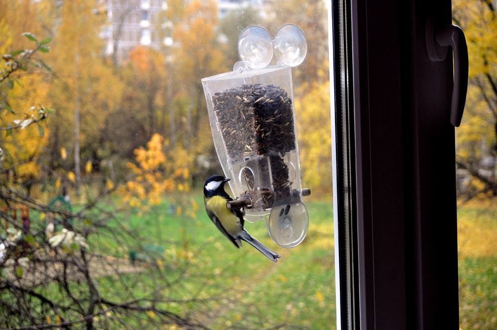 Фото: Арт Кормушка