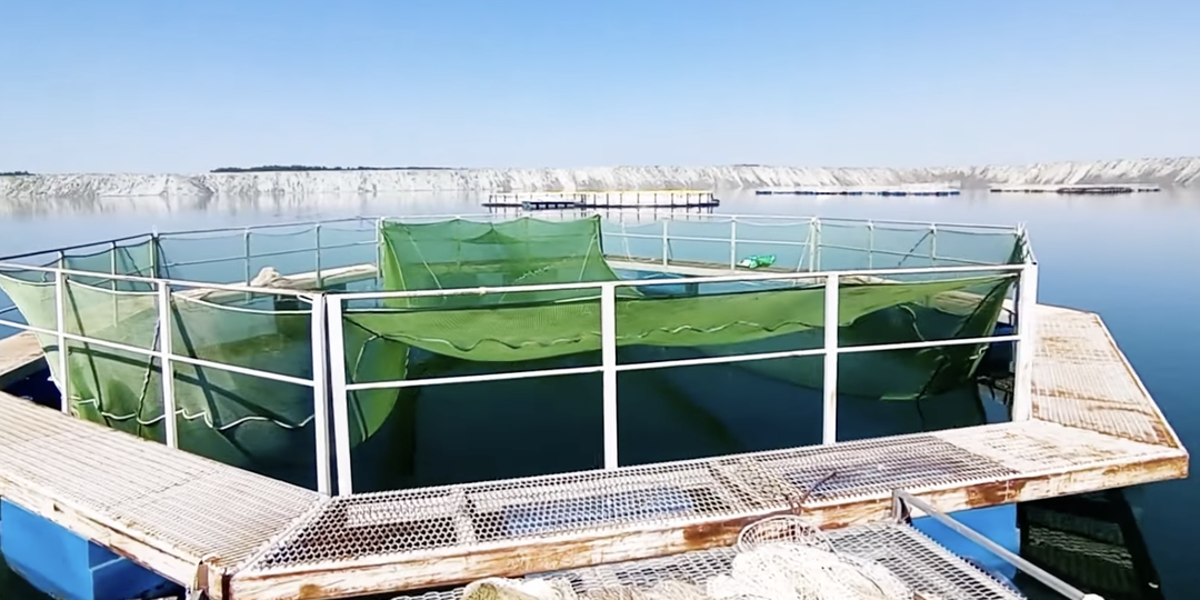 Лучший и худший способ разведения рыбы. Где выращивать: пруд, садки или УЗВ?