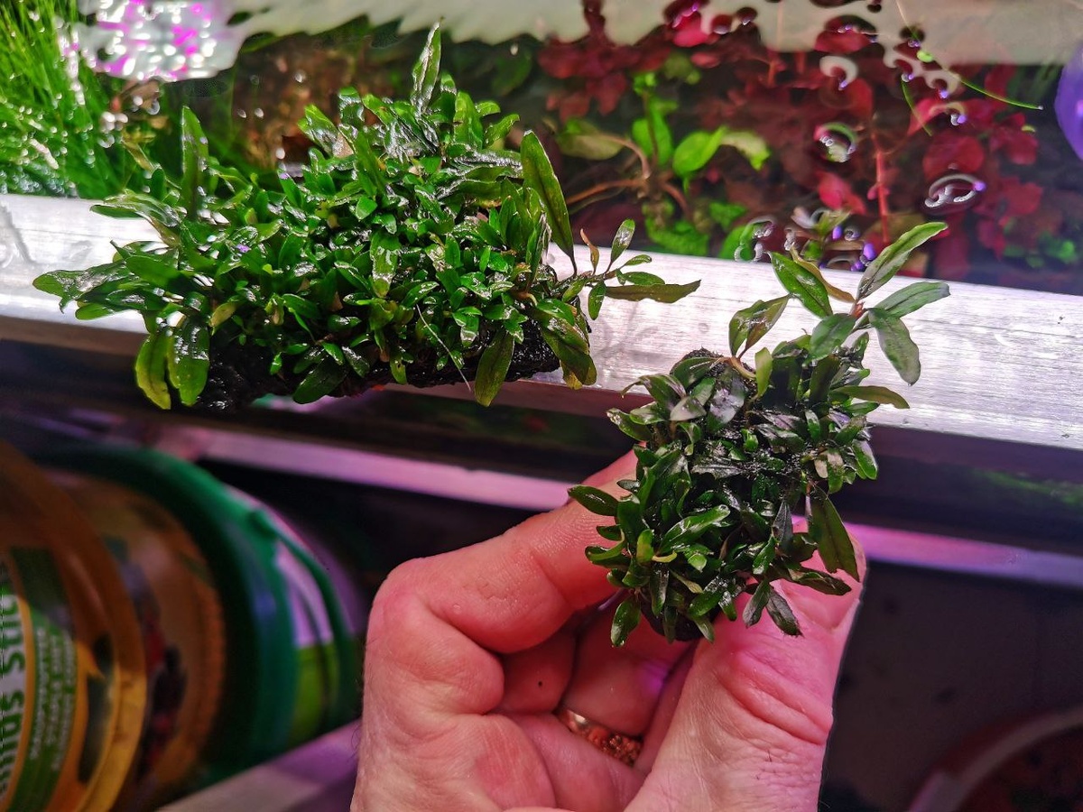 Bucephalandra sp. Kuala Kuayan 1, фото Христенко Юрия 