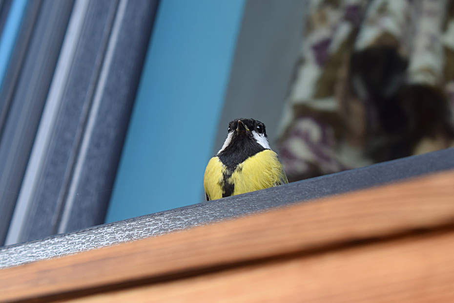    Shutterstock/FOTODOM