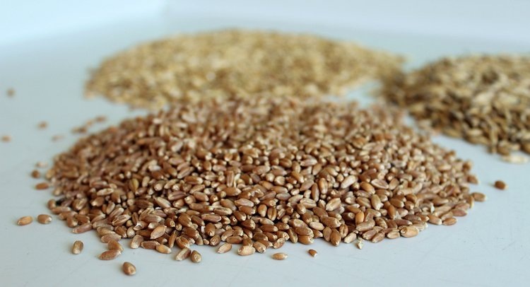    Фото: ФГБУ ЦОК АПК