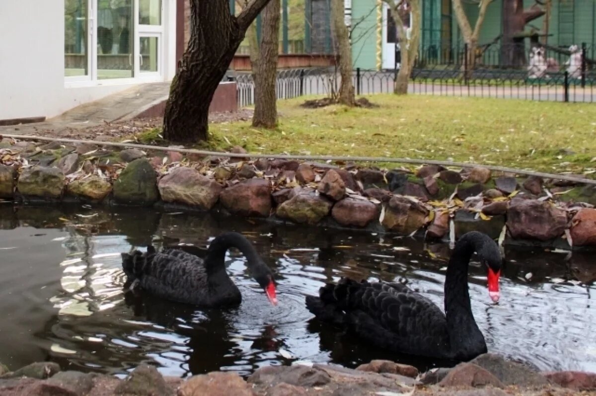    Черные лебеди и белки Финлайсона появились в нижегородском зоопарке