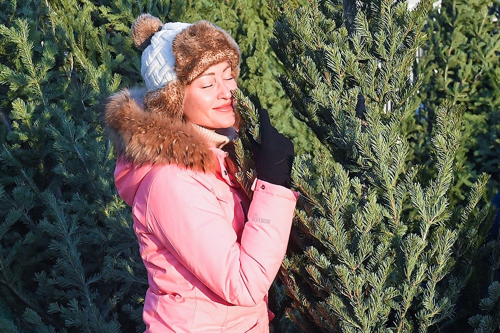    Главная задача елки - будь она живая, пушистая и пахнущая лесом, или идеально симметричная и сверкающая гирляндами - быть центром притяжения для семьи, создавать то самое неповторимое праздничное настроение и дарить ощущение тепла, уюта и ожидания чуда. / Илья Наймушин/РИА Новости