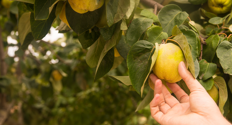 10 важных дел, которые необходимо сделать в саду до морозов рекомендации экспертов ЦОК АПК