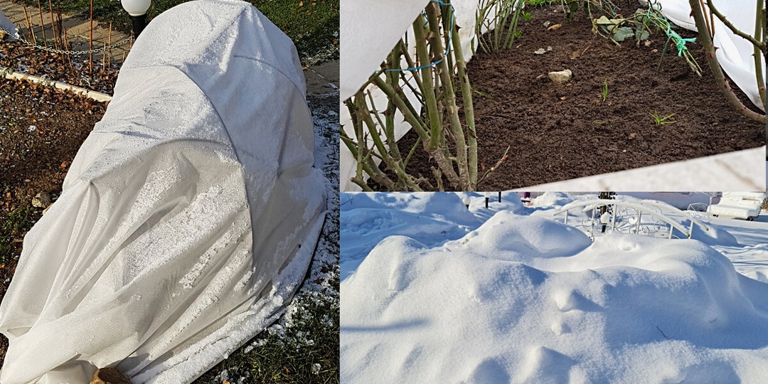 Так нужно ли укрывать розы на зиму: вечный спор розоводов