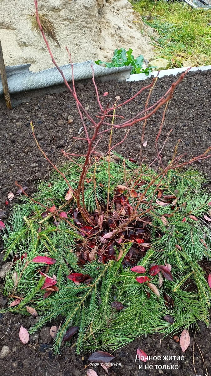 Фото автора. Моя голубика перед зимой