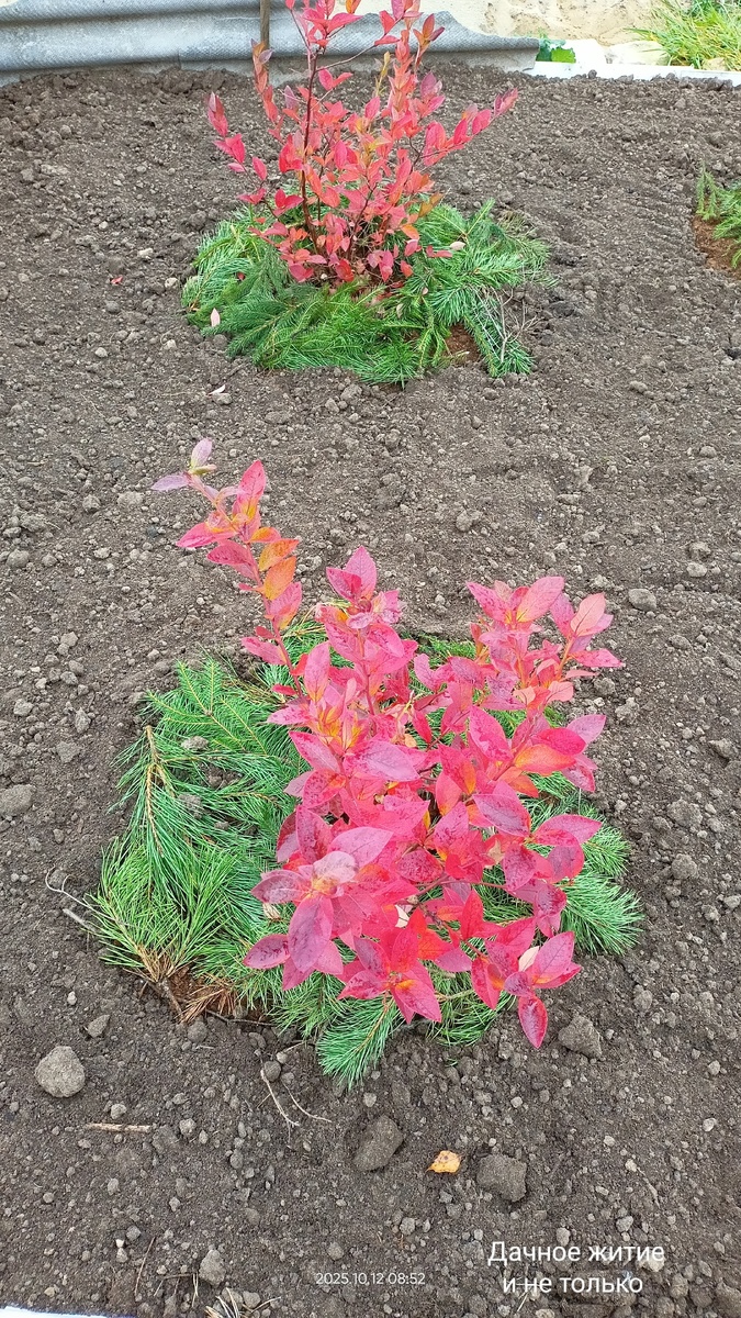 Фото автора. Годубика в октябре