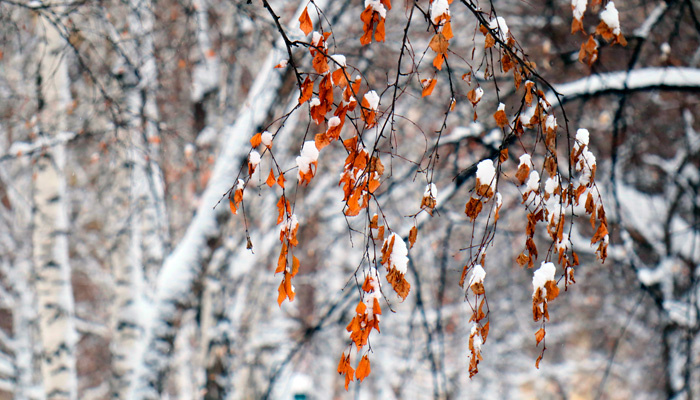 13 ноября в народе отмечается Никодимов день (Спиридон и Никодим). Фото: Артем Шершнев, 1MI