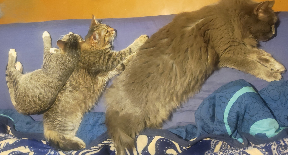 Наше кошачье трио: Лунтик и Фунтик — братья-антагонисты, и Груша — мудрая наставница