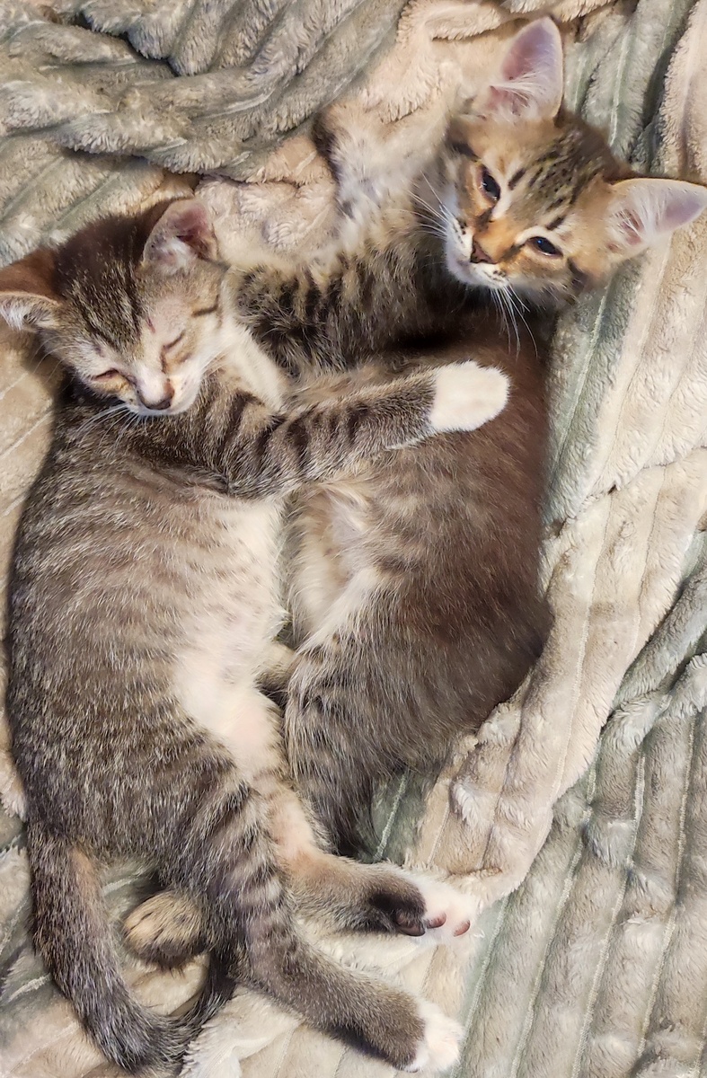 Такими я их увидела в первый раз. Лунтк - с белыми лапками, Фунтик пушистый