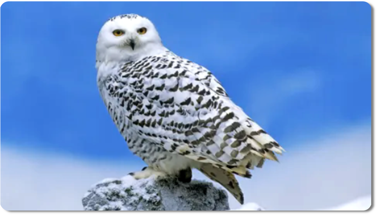 Белая полярная сова - одна из самых загадочных птиц Арктики