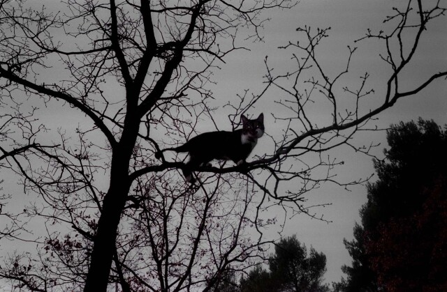 Кот на дереве, январь