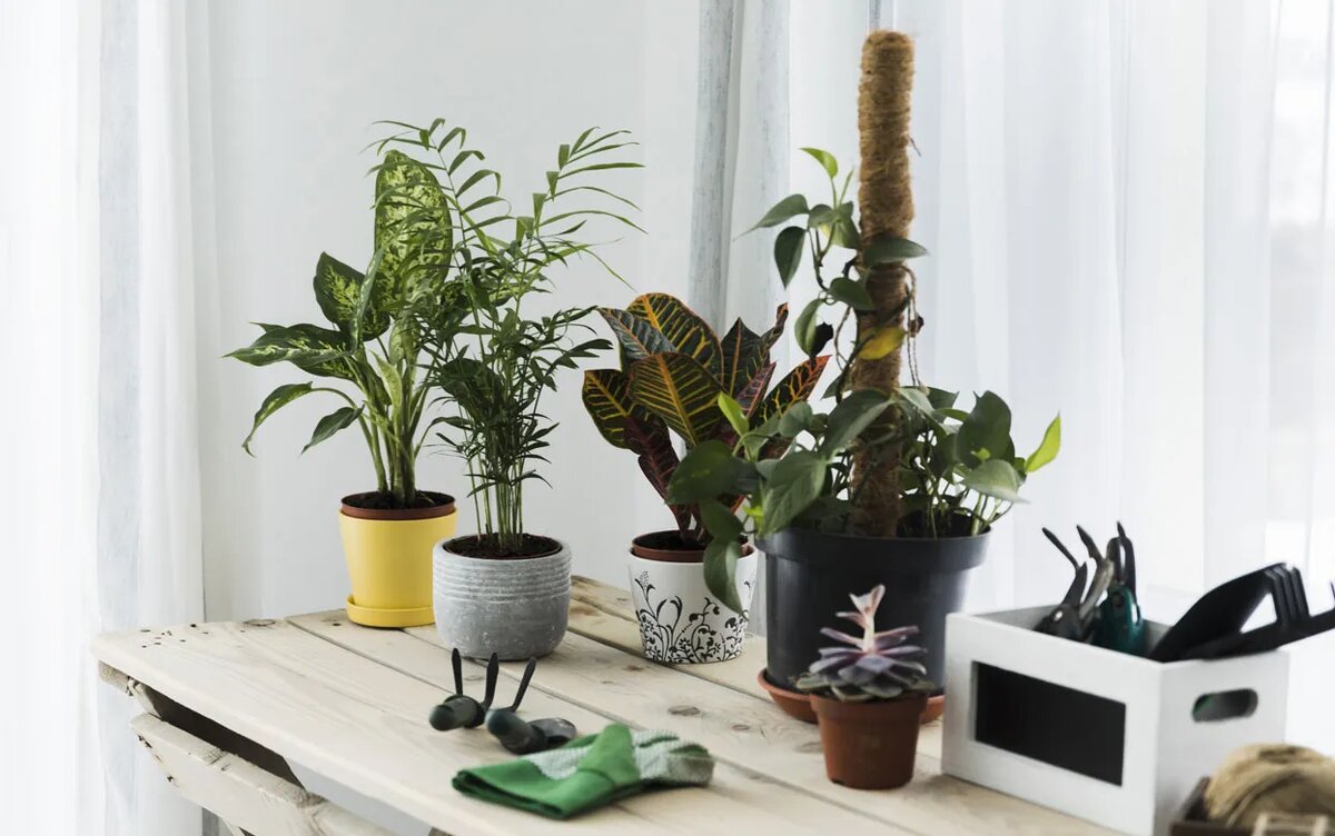    Цветы под присмотром: приложения, которые помогут контролировать уход за растениями