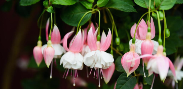 Fuchsia hybrida hort.