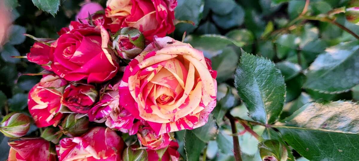 Фото из личного архива. Эта роза выращенная из черенка.