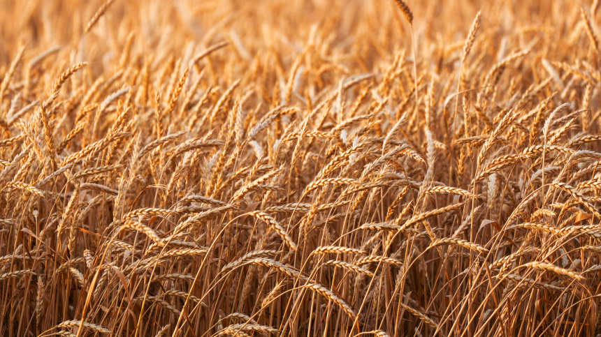    Фото: ИЗВЕСТИЯ/Эдуард Корниенко