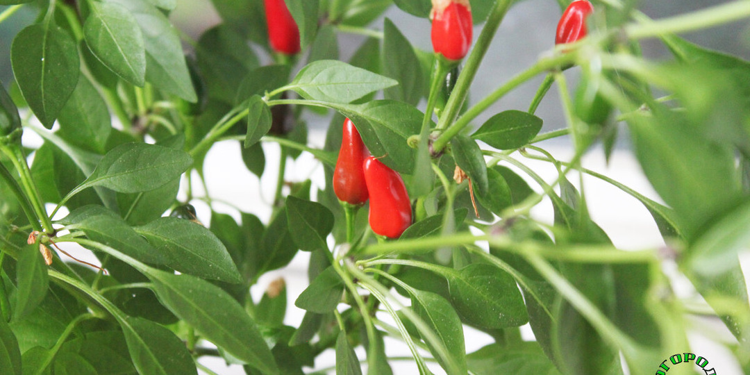 🌶️ 6 сортов острого перца, которые легко выращивать дома — даже зимой