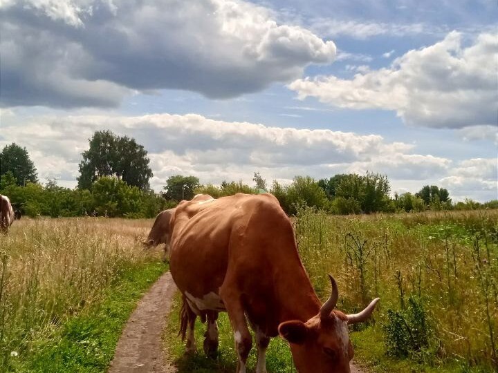 Часть 4. Как мы вляпались в сельское хозяйство.