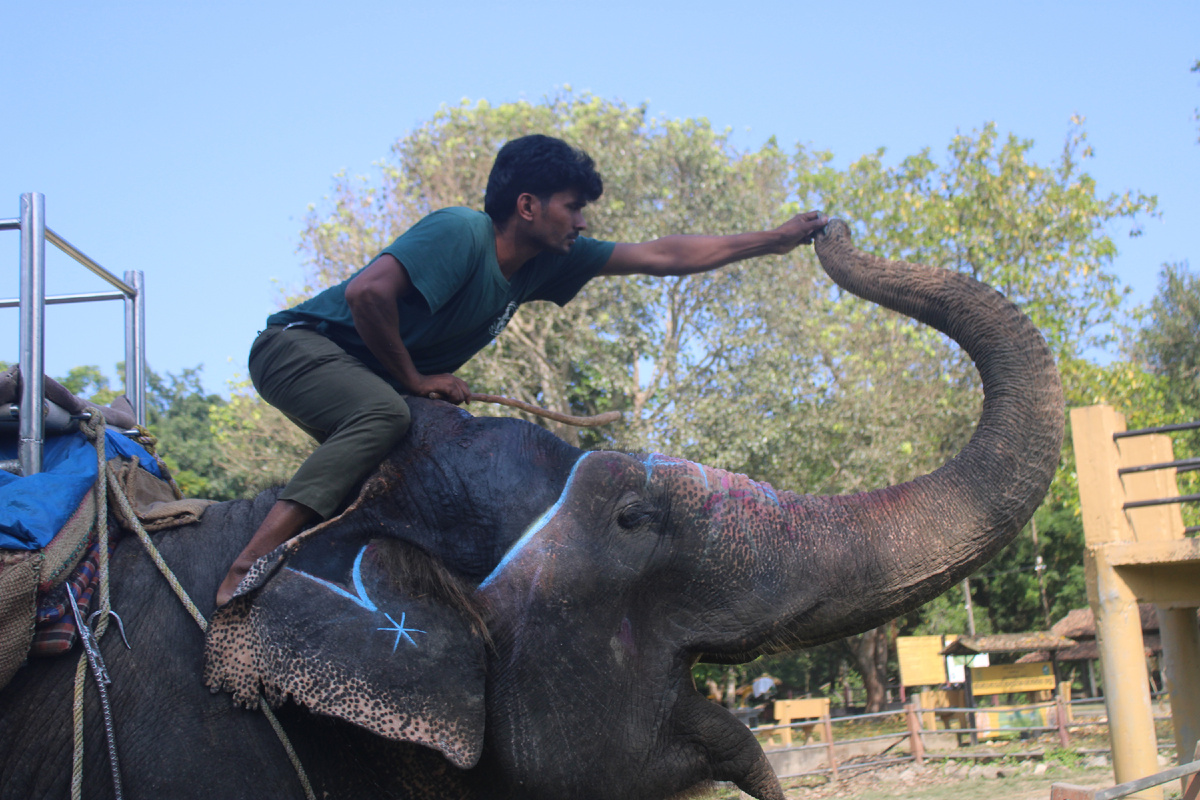Слон собирает деньги
