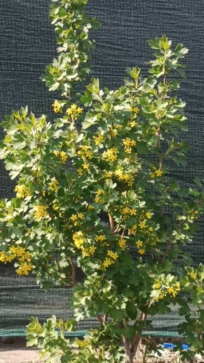 Рудбекия – канал про цветы. Смородина сорт "Золотистая".