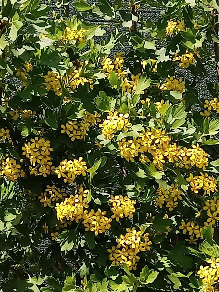 Рудбекия – канал про цветы. Смородина сорт "Золотистая".