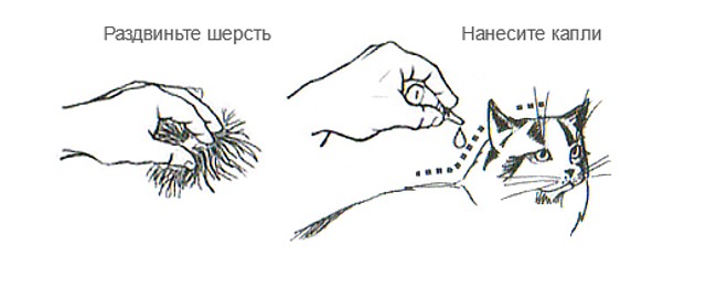 Картика из интернета