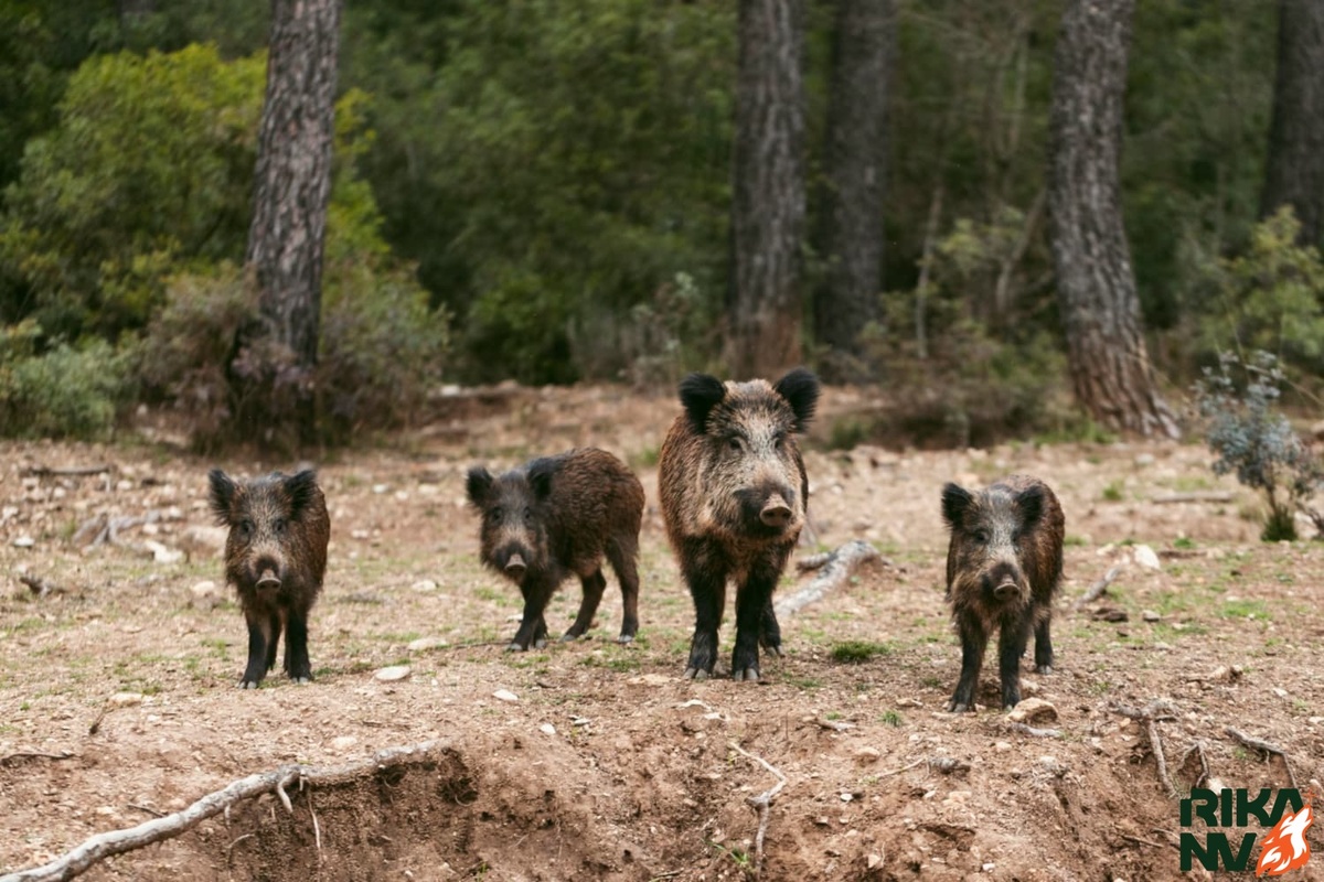 Дикие но симпатичные