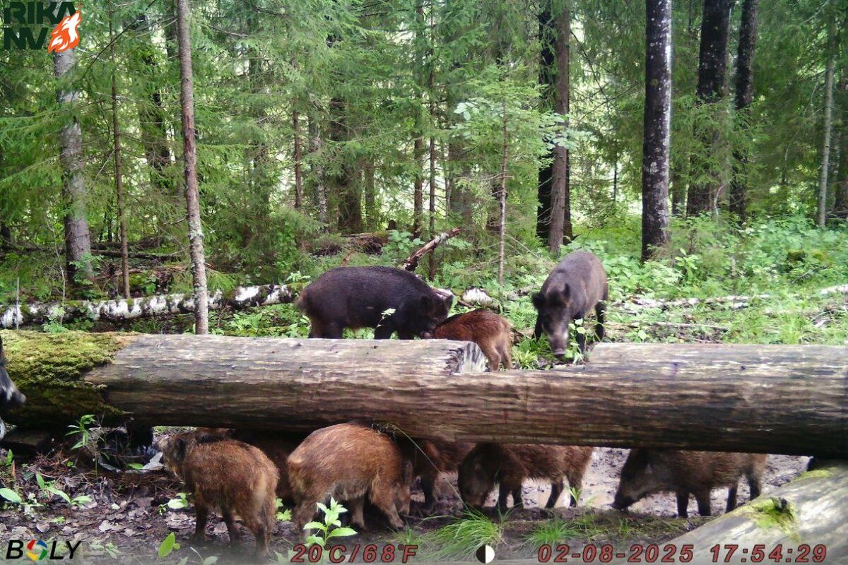 По загруженности - явно бизнес ланч