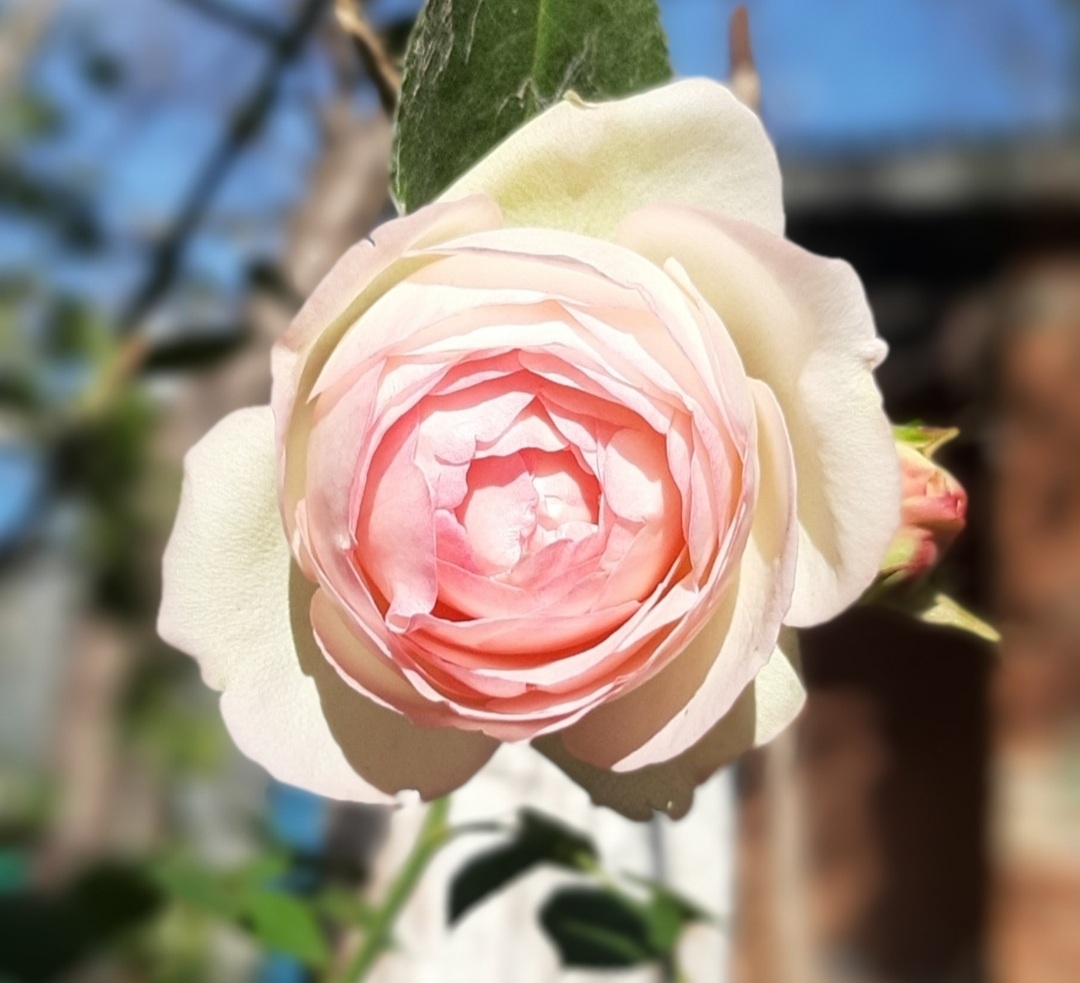 Последняя роза этой осени. Пьер-де-Ронсар