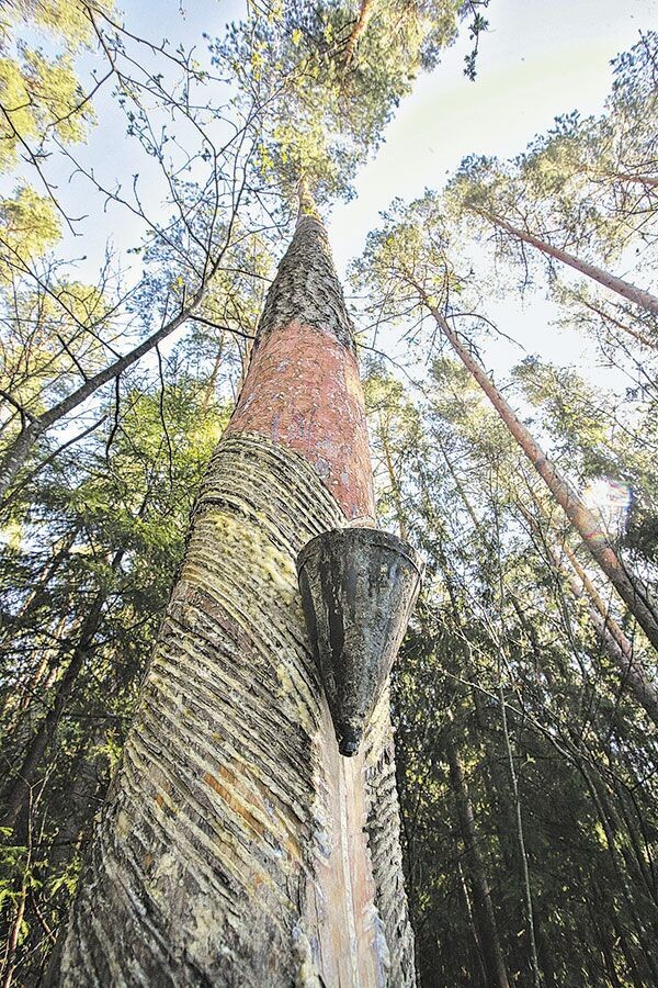 Фото из интернета 