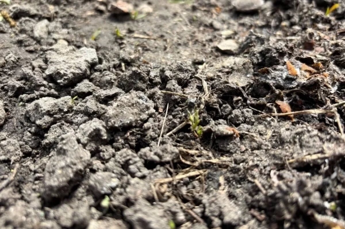    Останки красноармейца из Куйбышевской области обнаружили под Воронежем