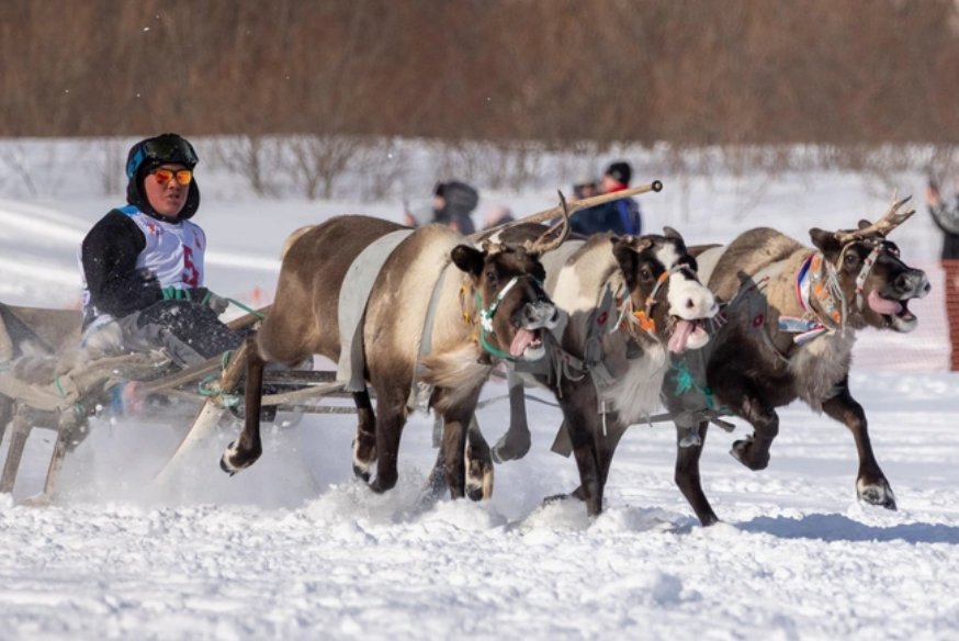 Гонки на оленьих упряжках «Сямянхат Мерета» (Нарьян-Мар, НАО). Источник: fontanka.ru
