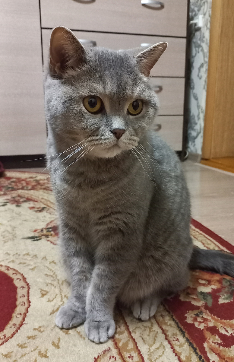 Кузя только проснулся 