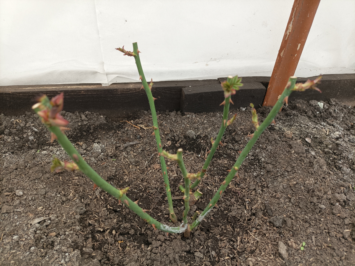 14 апреля 2025 г, небольшие погрызы замазала РанНетом