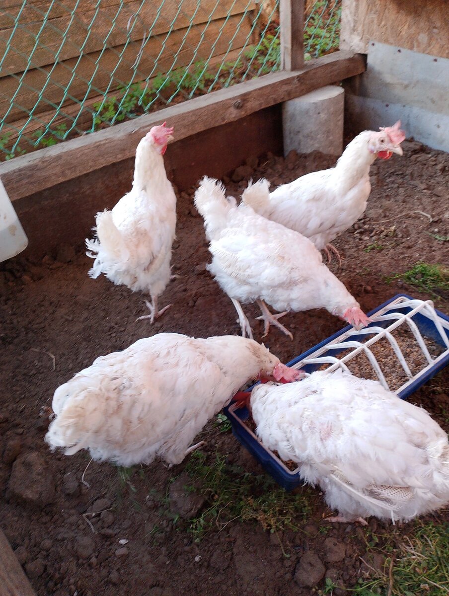 Фото автора. Посмотрите на гребень - он не маленький. Значит куры взрослые.