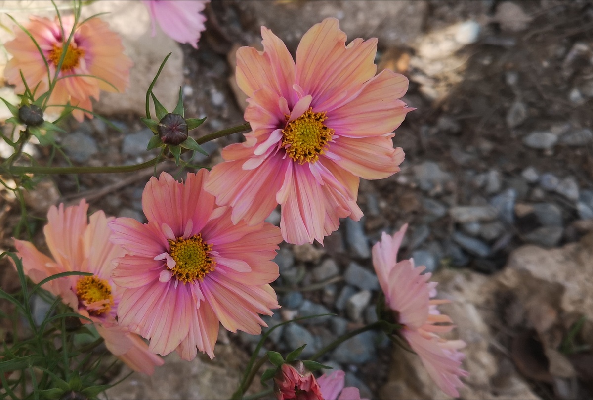 Это космея. Сейчас цветёт.