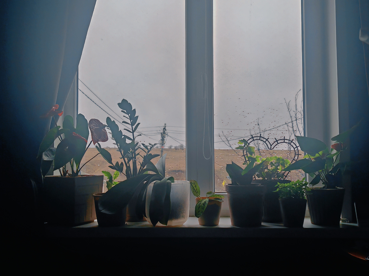 300 дней в году растения живут при такой освещенности