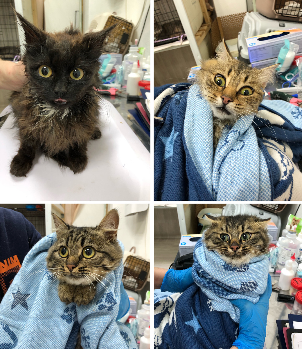 Евдокия, Клаша, Бебифэйс, Богдаша