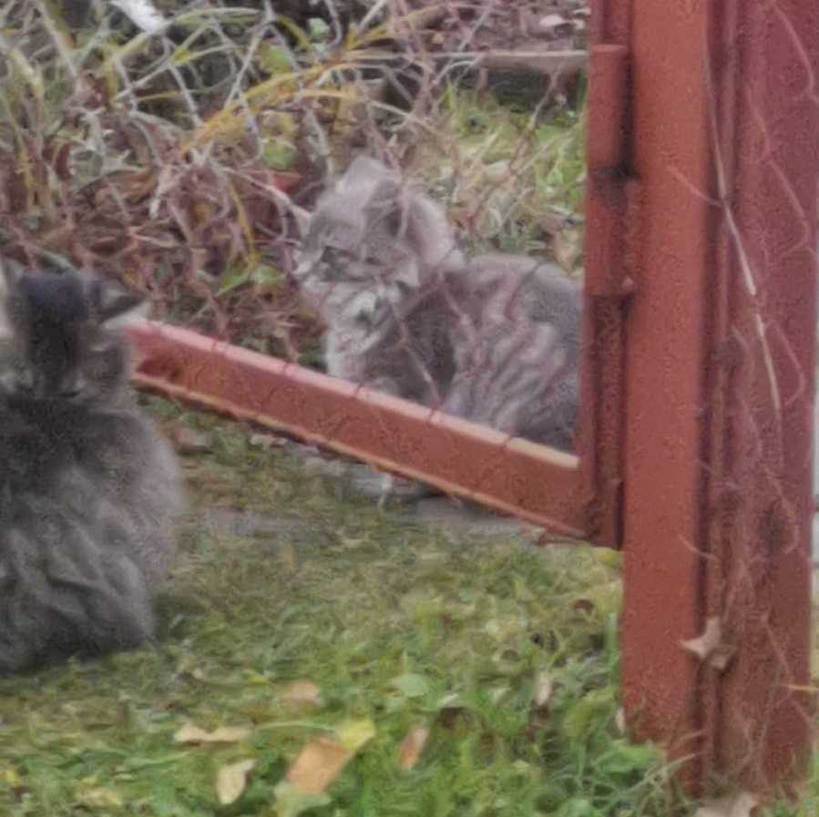 Котята на даче.