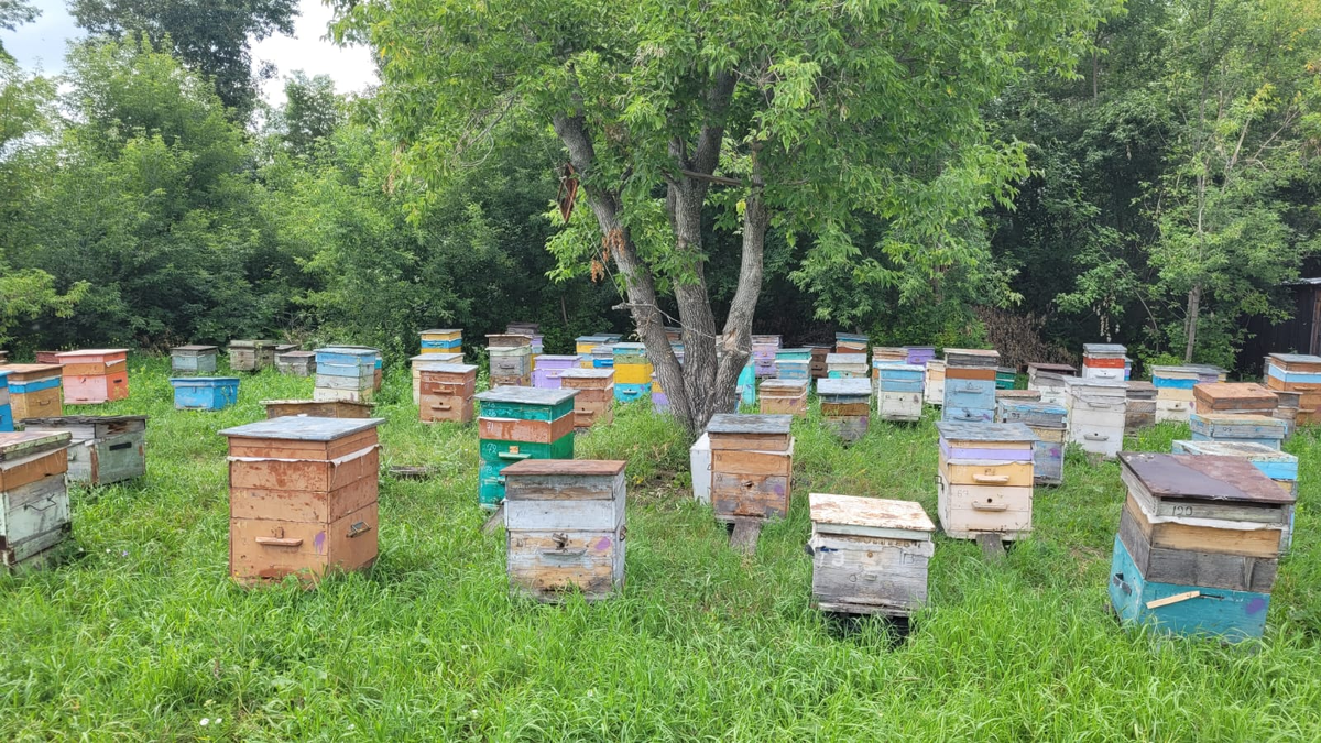                                                 Наша семейная пасека. Алтайский край