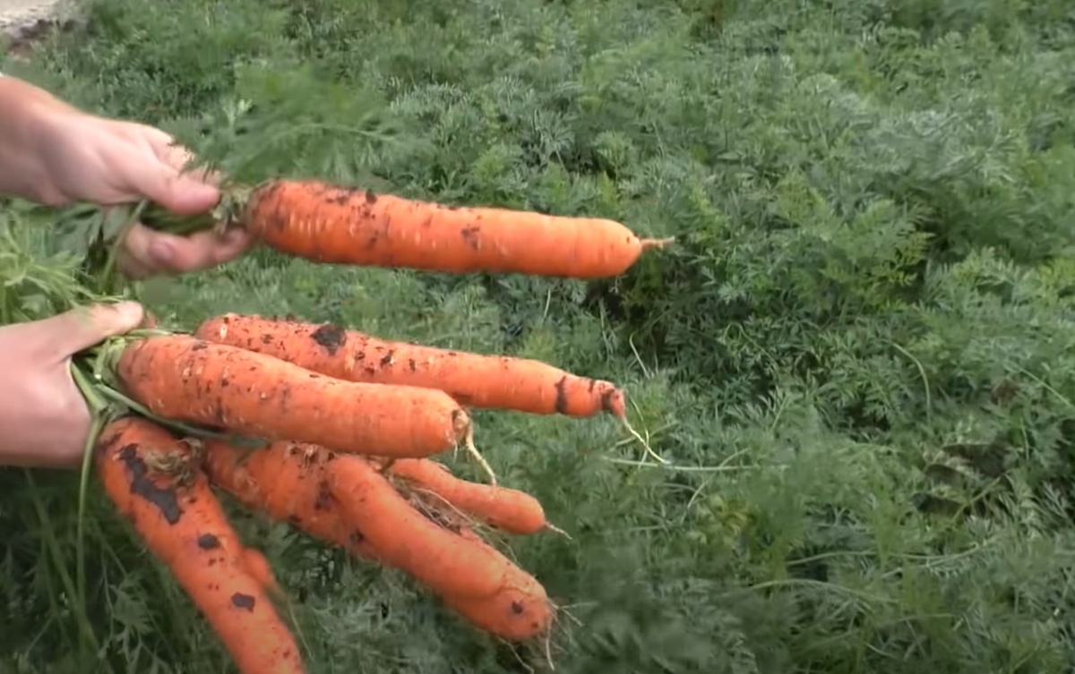 Сорта моркови, которые всегда дают отличный урожай и хорошо хранятся.